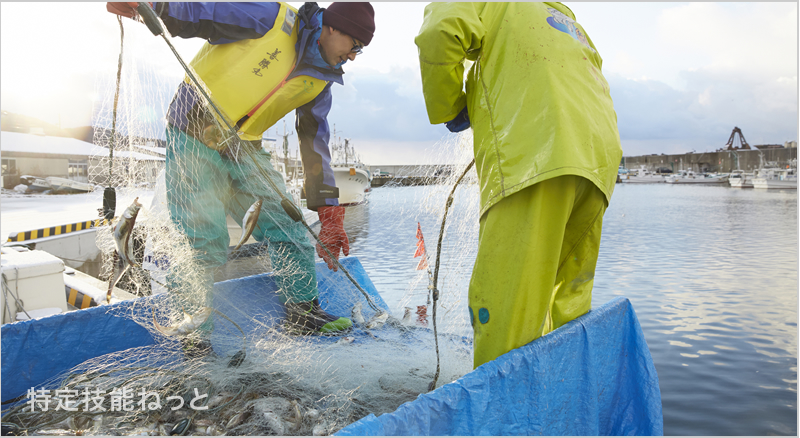 漁業の特定技能外国人雇用